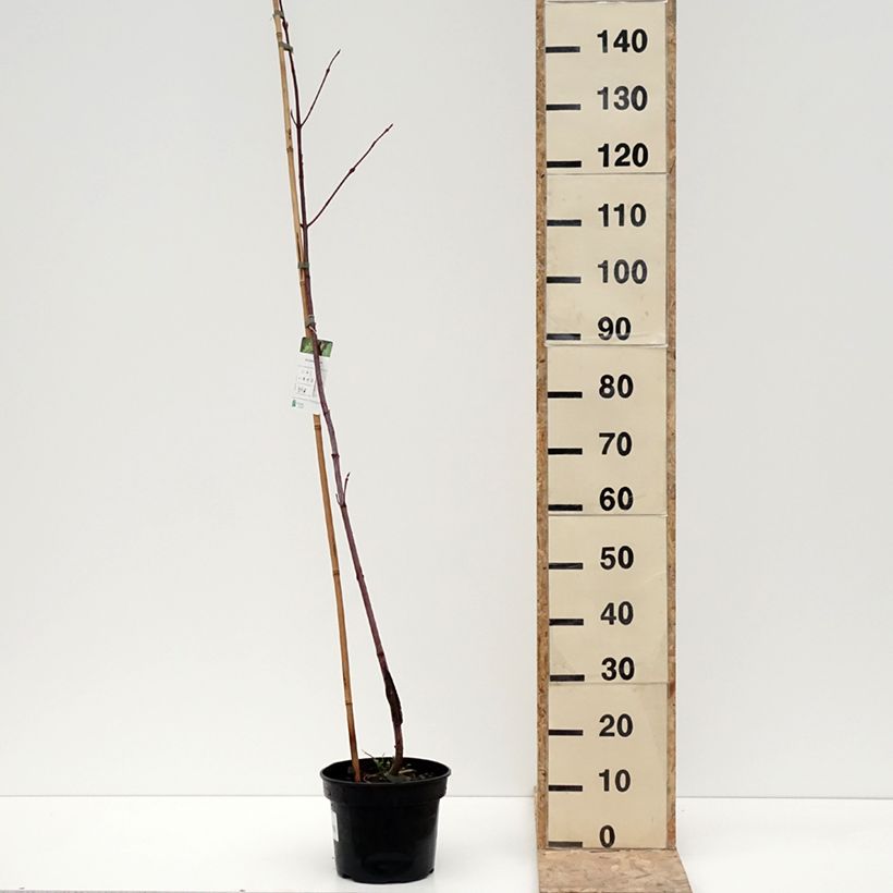 Example of Erable de Pennsylvanie - Acer pensylvanicum Pot van 4 l/5 l as you get in hiver