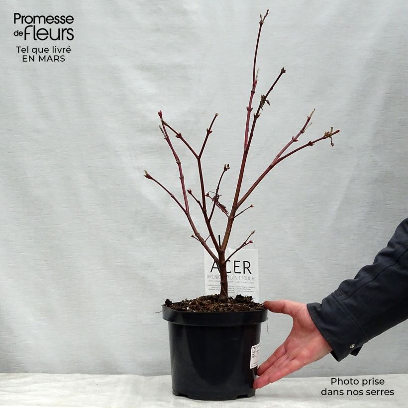 Exemplaar van Acer japonicum Aconitifolium - Japanse esdoorn Pot van 4 l/5 l zoals geleverd in de lente
