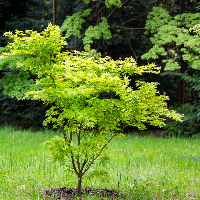 Acer japonicum Aconitifolium - Japanse esdoorn (Groeiplaats)
