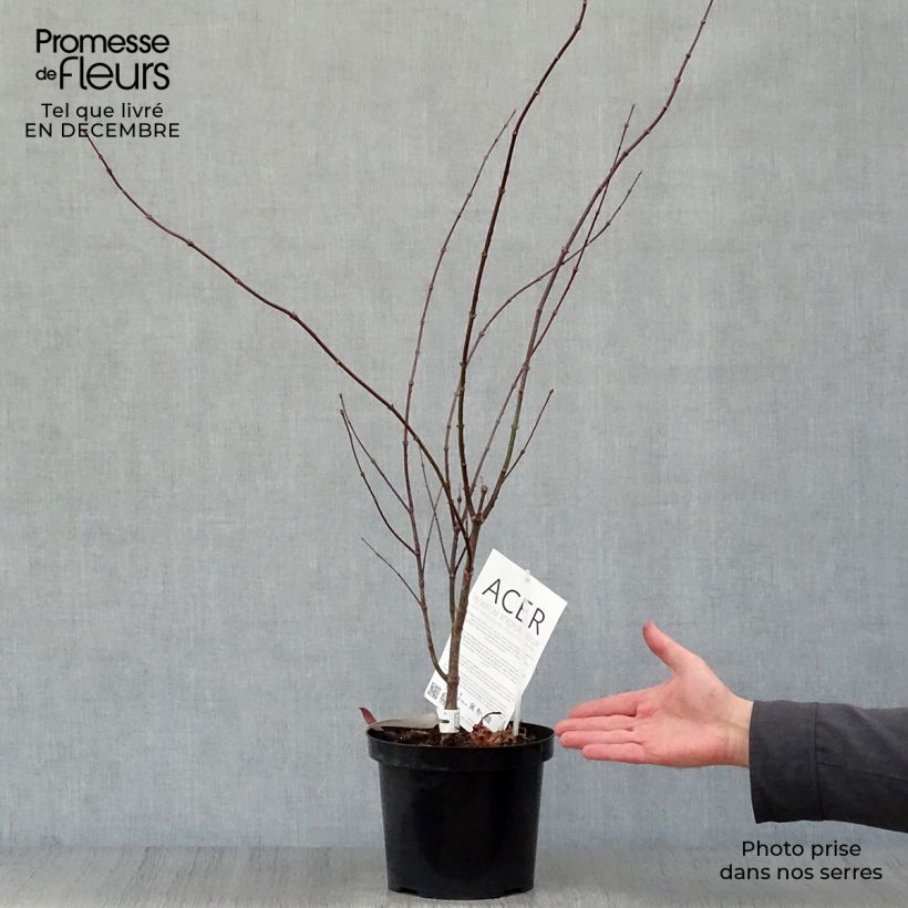 Example of Acer palmatum Atropurpureum - Japanse esdoorn Pot van 2 l/3 l as you get in hiver