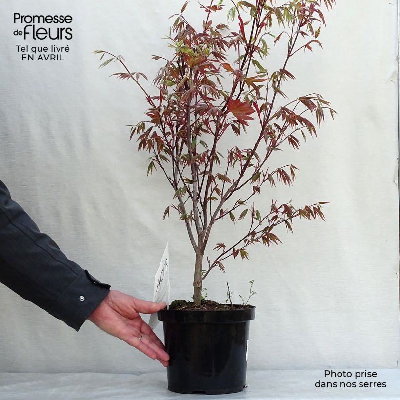 Exemplaar van Acer palmatum Atropurpureum - Japanse esdoorn Pot van 2 l/3 l zoals geleverd in de lente