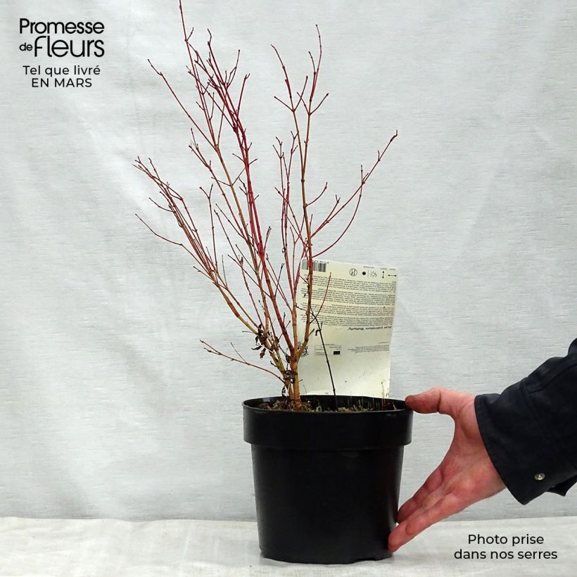 Exemplaar van Acer palmatum Butterfly - Japanse esdoorn Pot van 2 l/3 l zoals geleverd in de lente