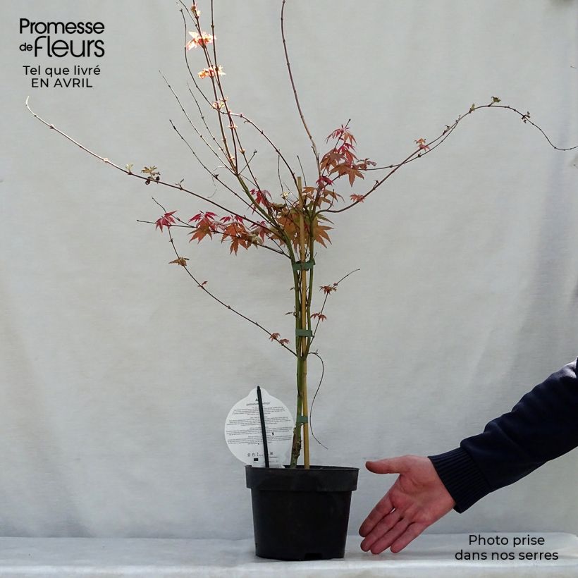 Exemplaar van Acer palmatum Deshojo - Japanse esdoorn Pot van 4 l/5 l zoals geleverd in de lente