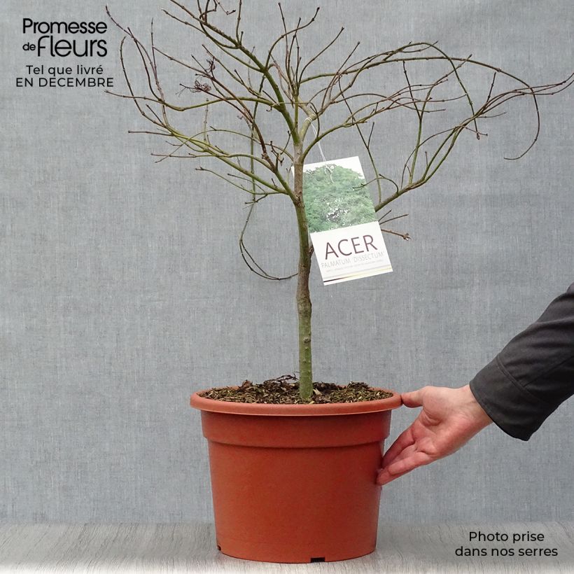 Example of Érable du Japon - Acer palmatum Dissectum Pot van 7,5 l/10 l as you get in hiver