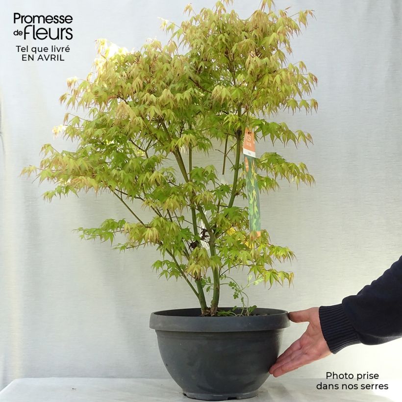 Exemplaar van Acer palmatum Katsura - Japanse esdoorn Inhoud 7,5 l / 10 l zoals geleverd in de lente