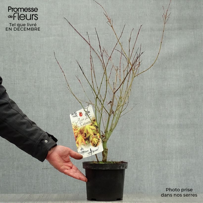 Example of Acer palmatum Katsura - Japanse esdoorn Pot van 2 l/3 l as you get in hiver