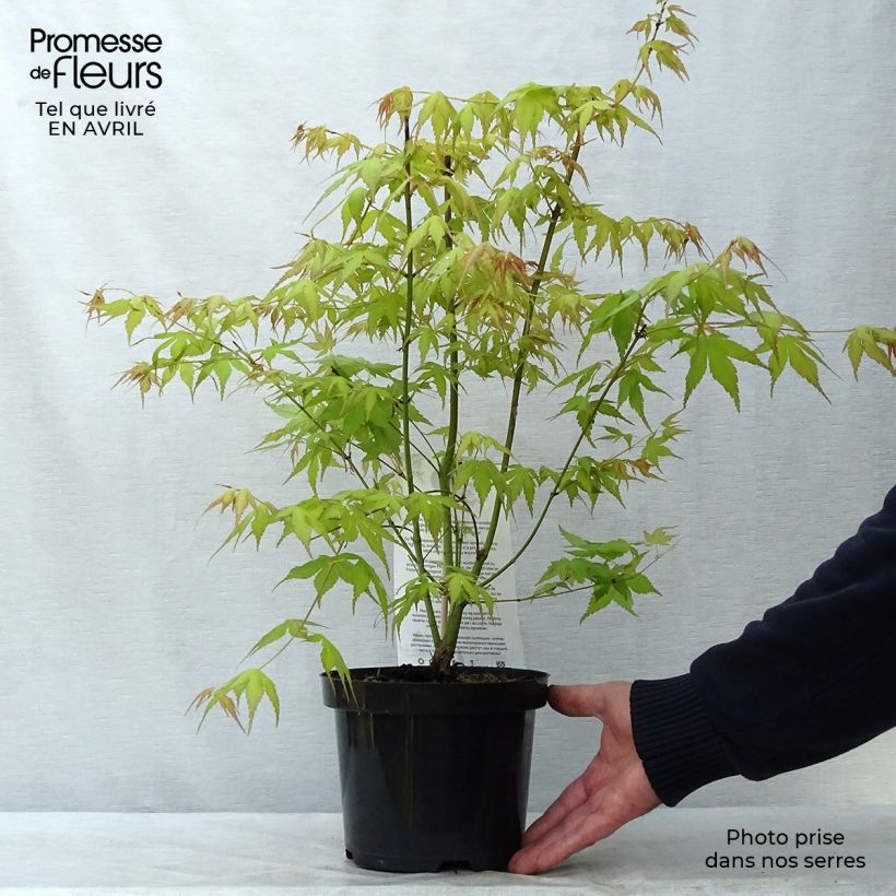 Exemplaar van Acer palmatum Katsura - Japanse esdoorn Pot van 2 l/3 l zoals geleverd in de lente