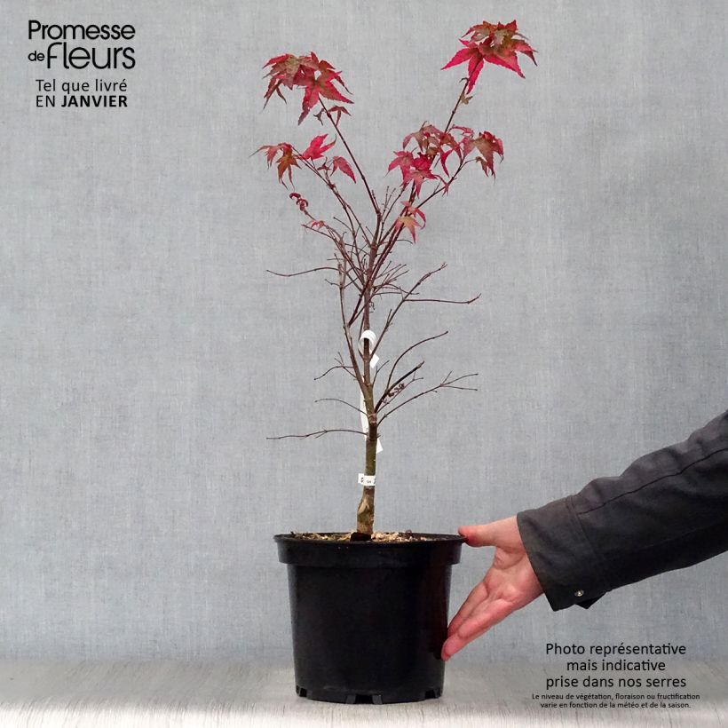 Example of Érable du Japon - Acer palmatum Shindeshojo Pot van 7,5 l/10 l as you get in hiver
