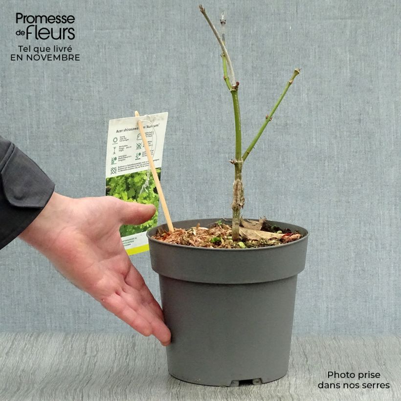 Exemplaar van Érable du Japon - Acer shirasawanum Aureum Pot de 3L/4L zoals geleverd in de herfst