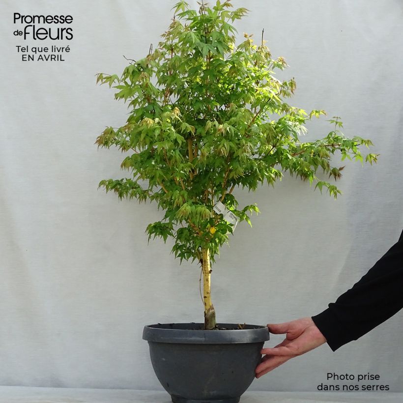 Exemplaar van Acer palmatum Bi Hoo - Japanse esdoorn Inhoud 7,5 l / 10 l zoals geleverd in de lente