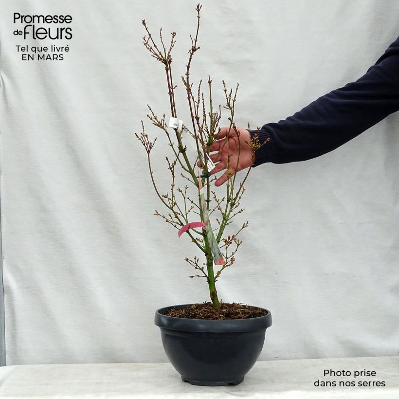 Exemplaar van Acer palmatum Jerre Schwartz - Japanse esdoorn Inhoud 7,5 l / 10 l zoals geleverd in de lente