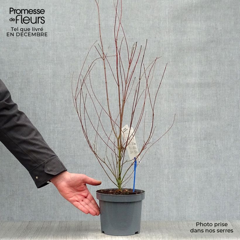 Example of Érable du Japon Phoenix - Acer palmatum Pot van 2 l/3 l as you get in hiver