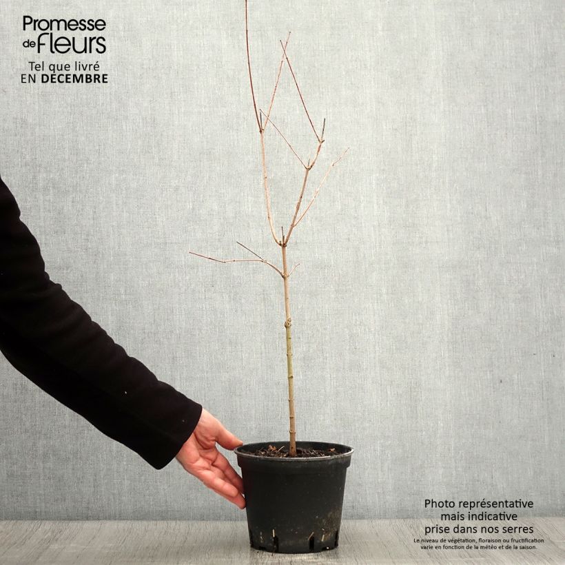 Exemplaar van Acer tataricum subsp. ginnala - Amoer-esdoorn Pot van 2 l/3 l zoals geleverd in de herfst