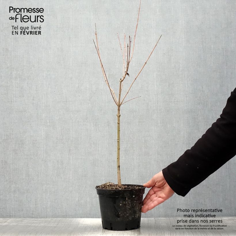 Example of Érable du fleuve Amour - Acer ginnala Pot van 2 l/3 l as you get in hiver