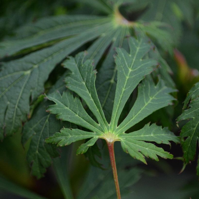 Acer japonicum Aconitifolium - Japanse esdoorn (Foliage)