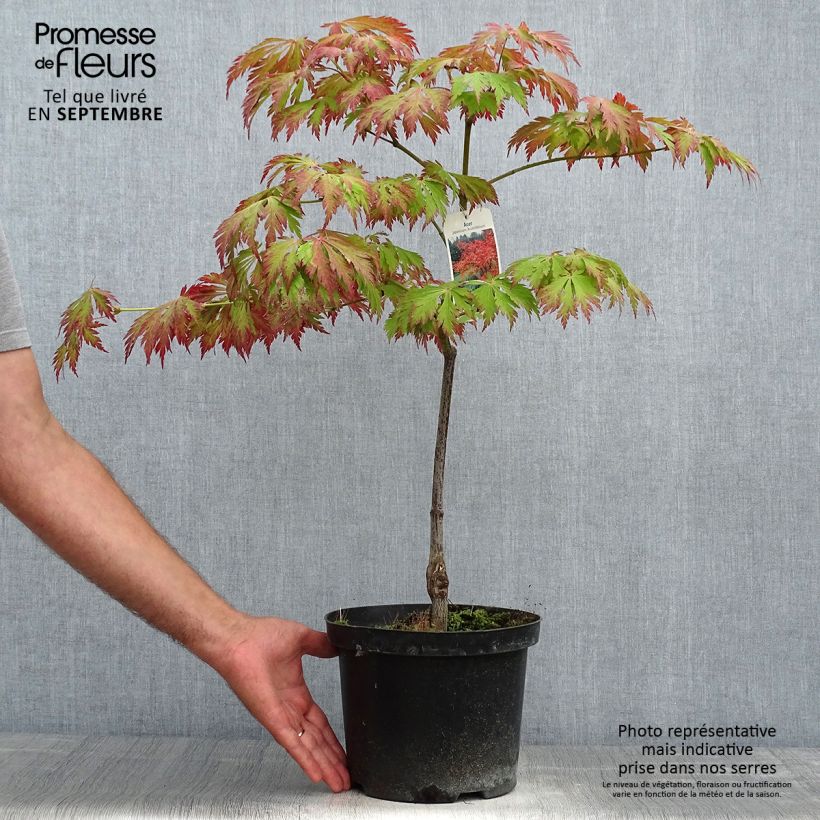 Exemplaar van Acer japonicum Aconitifolium - Japanse esdoorn Pot van 4 l/5 l zoals geleverd in de herfst