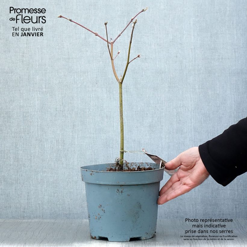 Example of Érable du Japon - Acer japonicum Aconitifolium Pot van 4 l/5 l as you get in hiver