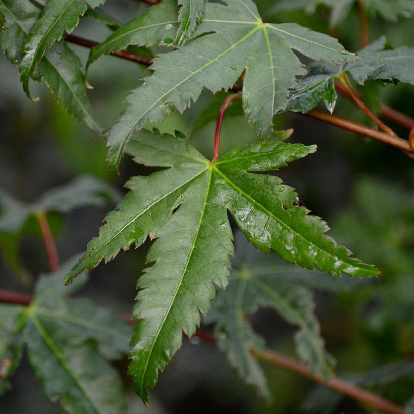 Acer palmatum - Japanse esdoorn (Blad)