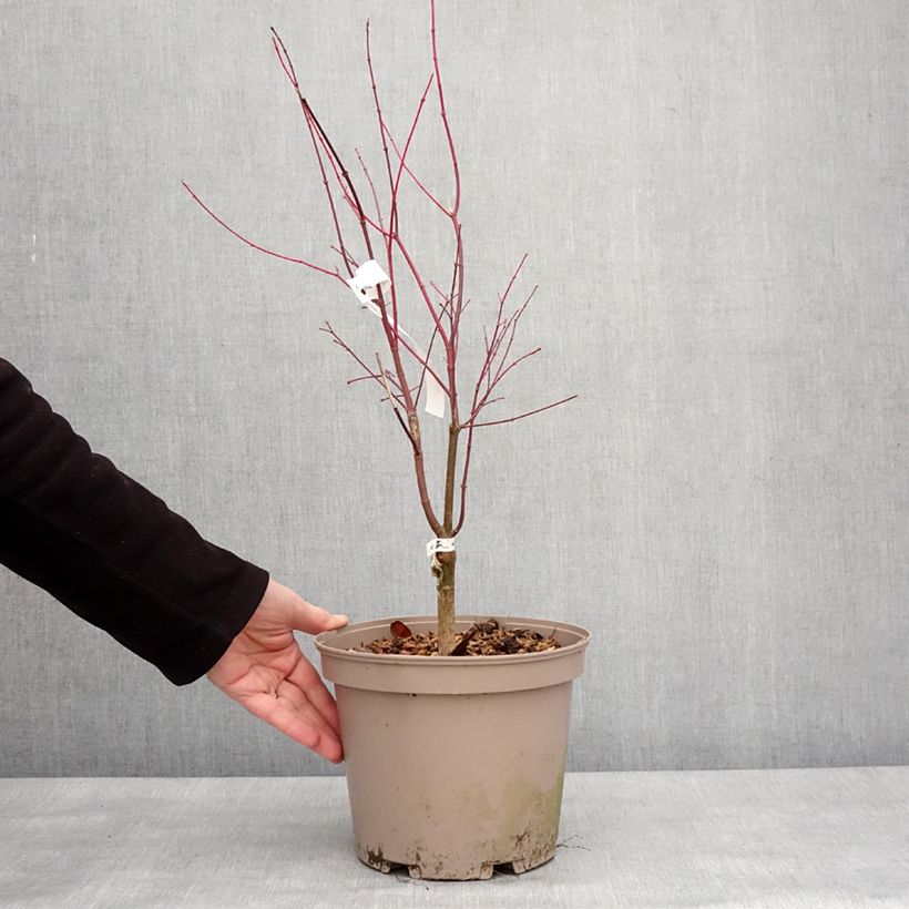 Example of Erable du Japon - Acer palmatum Asahi Zuru Pot van 4 l/5 l as you get in hiver