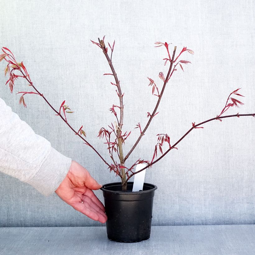Exemplaar van Acer palmatum Atropurpureum - Japanse esdoorn Pot van 10 cm/11 cm zoals geleverd in de lente