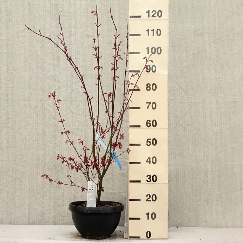 Exemplaar van Acer palmatum Atropurpureum - Japanse esdoorn Pot van 4 l/5 l zoals geleverd in de lente