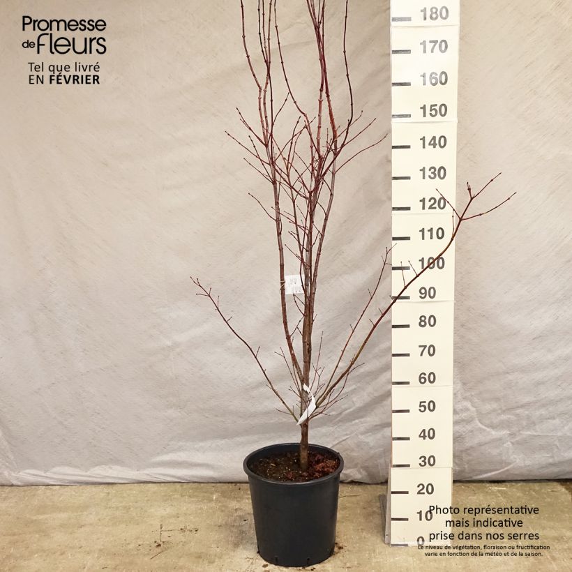 Example of Acer palmatum Atropurpureum - Japanse esdoorn Pot van 20 l/25 l as you get in hiver