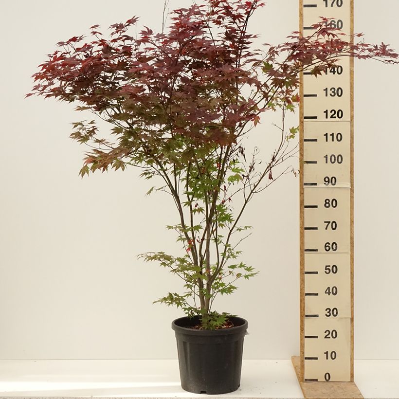Exemplaar van Acer palmatum Atropurpureum - Japanse esdoorn Pot van 20 l/25 l zoals geleverd in de lente
