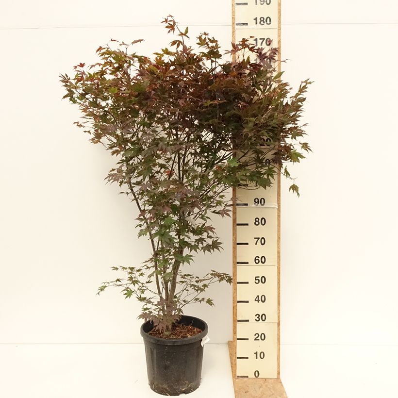 Exemplaar van Acer palmatum Atropurpureum - Japanse esdoorn Pot van 20 l/25 l zoals geleverd in de zomer