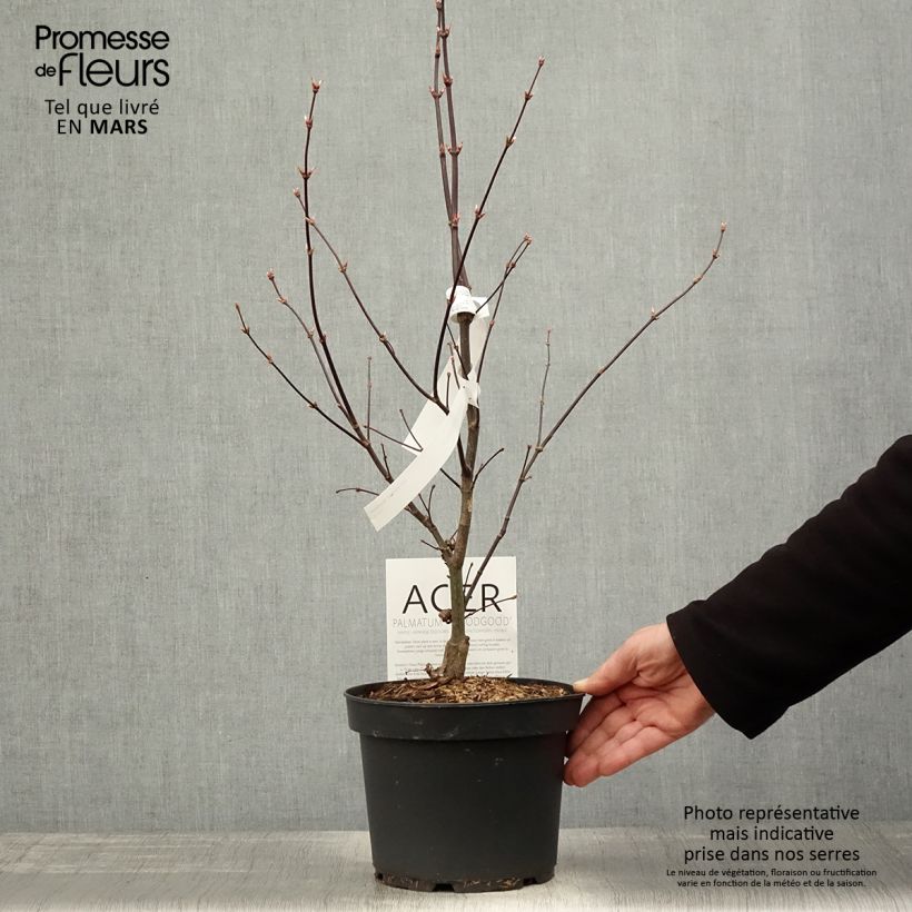 Exemplaar van Acer palmatum Bloodgood - Japanse esdoorn Pot van 3 l/4 l zoals geleverd in de lente