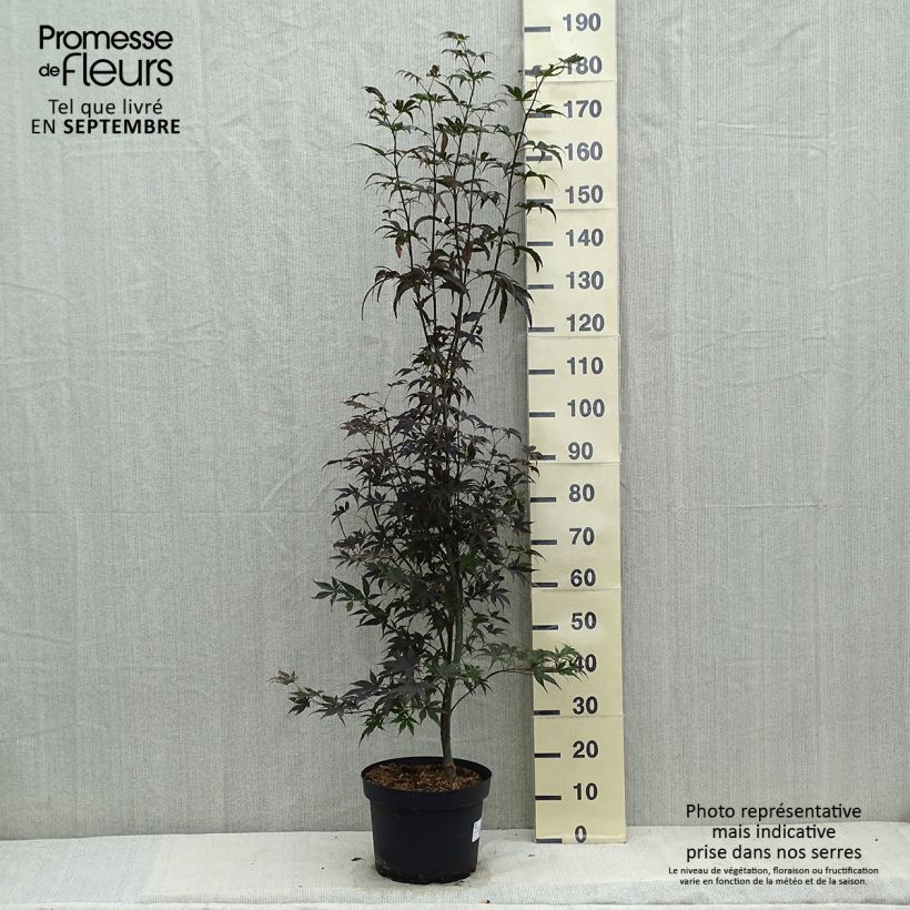 Exemplaar van Acer palmatum Bloodgood - Japanse esdoorn Pot van 7,5 l/10 l zoals geleverd in de herfst