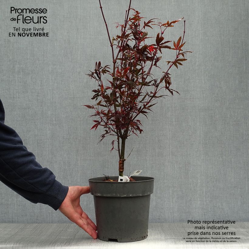 Exemplaar van Erable du Japon - Acer palmatum Brandt’s Dwarf Pot de 4L/5L zoals geleverd in de herfst