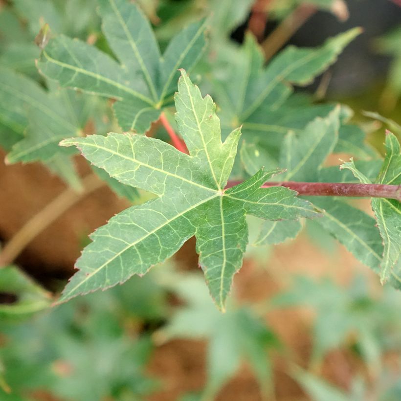 Acer palmatum Brown Sugar - Japanse esdoorn (Blad)