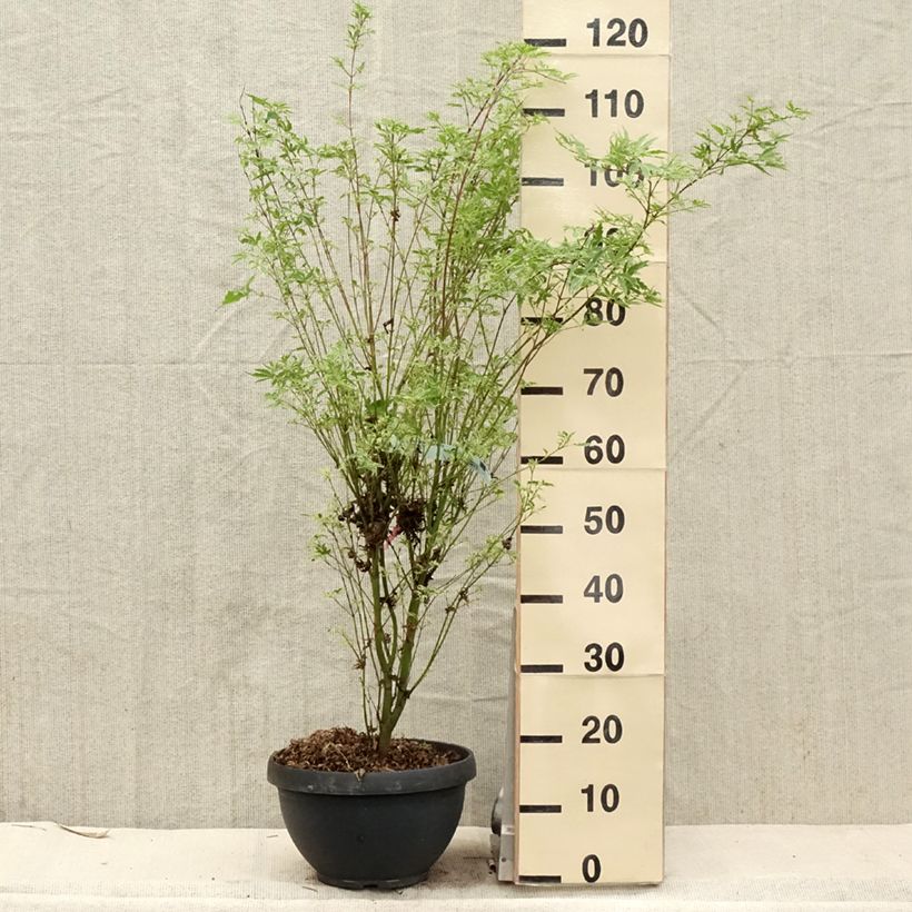 Exemplaar van Acer palmatum Butterfly - Japanse esdoorn Pot van 7,5 l/10 l zoals geleverd in de lente