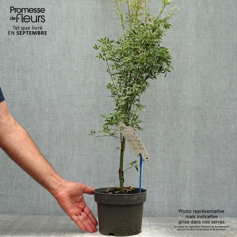 Exemplaar van Acer palmatum Butterfly - Japanse esdoorn Pot van 2 l/3 l zoals geleverd in de herfst