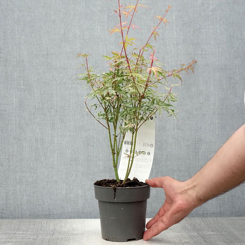 Exemplaar van Acer palmatum Butterfly - Japanse esdoorn Pot van 10 cm/11 cm zoals geleverd in de zomer