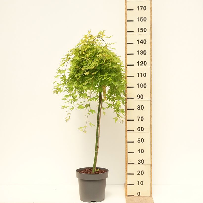 Exemplaar van Acer palmatum Cascade Citrine - Japanse esdoorn Pot van 12 l/15 l, Half-hoge stam zoals geleverd in de lente