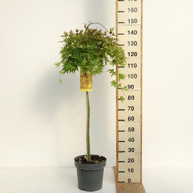 Exemplaar van Acer palmatum Cascade Citrine - Japanse esdoorn Pot van 12 l/15 l, Half-hoge stam zoals geleverd in de zomer