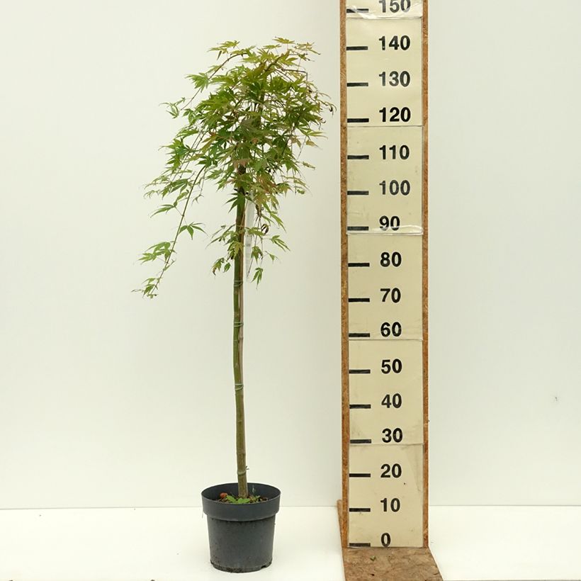 Exemplaar van Acer palmatum Cascade Emerald - Japanse esdoorn Pot van 6 l/7 l, Half-hoge stam zoals geleverd in de zomer