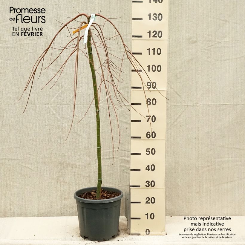 Example of Érable du Japon - Acer palmatum Cascade Gold Pot van 12 l/15 l as you get in hiver