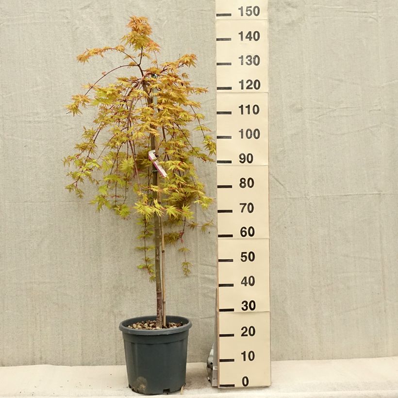 Exemplaar van Acer palmatum Cascade Gold - Japanse esdoorn Pot van 12 l/15 l zoals geleverd in de lente
