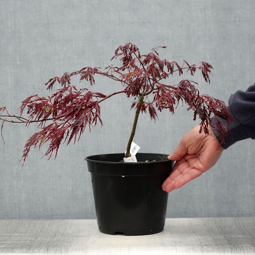 Exemplaar van Acer palmatum var. dissectum Crimson Queen - Japanse esdoorn Pot van 2 l/3 l zoals geleverd in de zomer