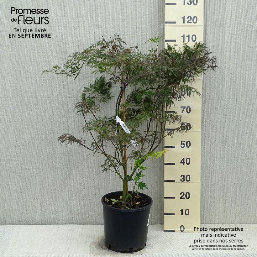 Exemplaar van Acer palmatum Dissectum Garnet - Japanse esdoorn Pot van 6 l/7 l zoals geleverd in de herfst