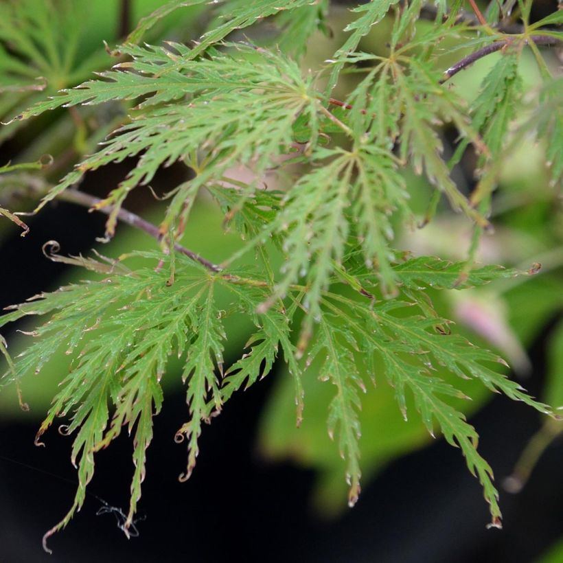 Acer palmatum Dissectum Garnet - Japanse esdoorn (Foliage)