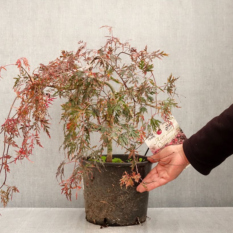 Exemplaar van Acer palmatum Dissectum Orangeola - Japanse esdoorn Pot van 7,5 l/10 l zoals geleverd in de herfst