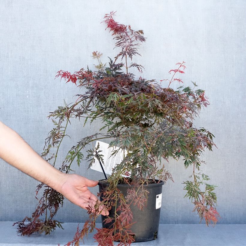 Exemplaar van Acer palmatum Dissectum Orangeola - Japanse esdoorn Pot van 7,5 l/10 l zoals geleverd in de zomer