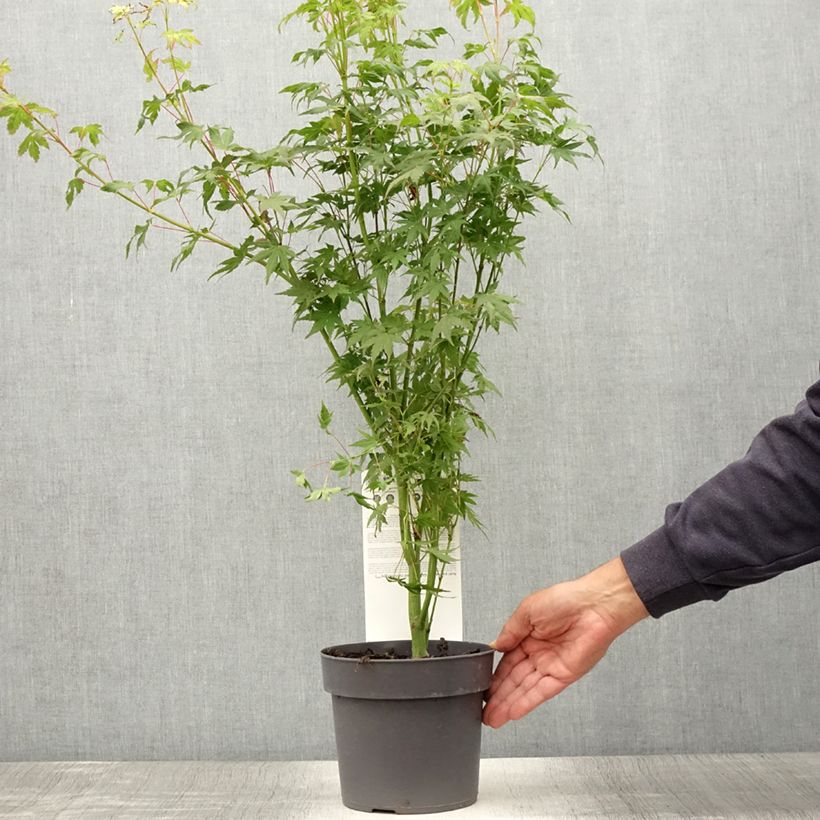 Exemplaar van Acer palmatum Going Green - Japanse esdoorn Pot van 3 l/4 l zoals geleverd in de zomer