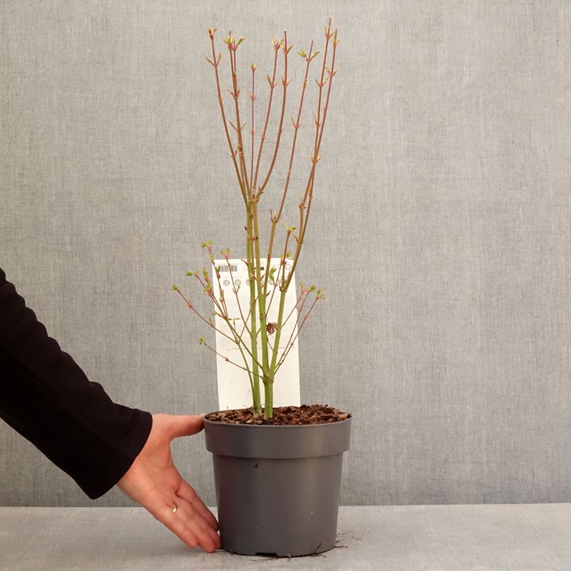 Exemplaar van Acer palmatum Going Green - Japanse esdoorn Pot van 3 l/4 l zoals geleverd in de lente
