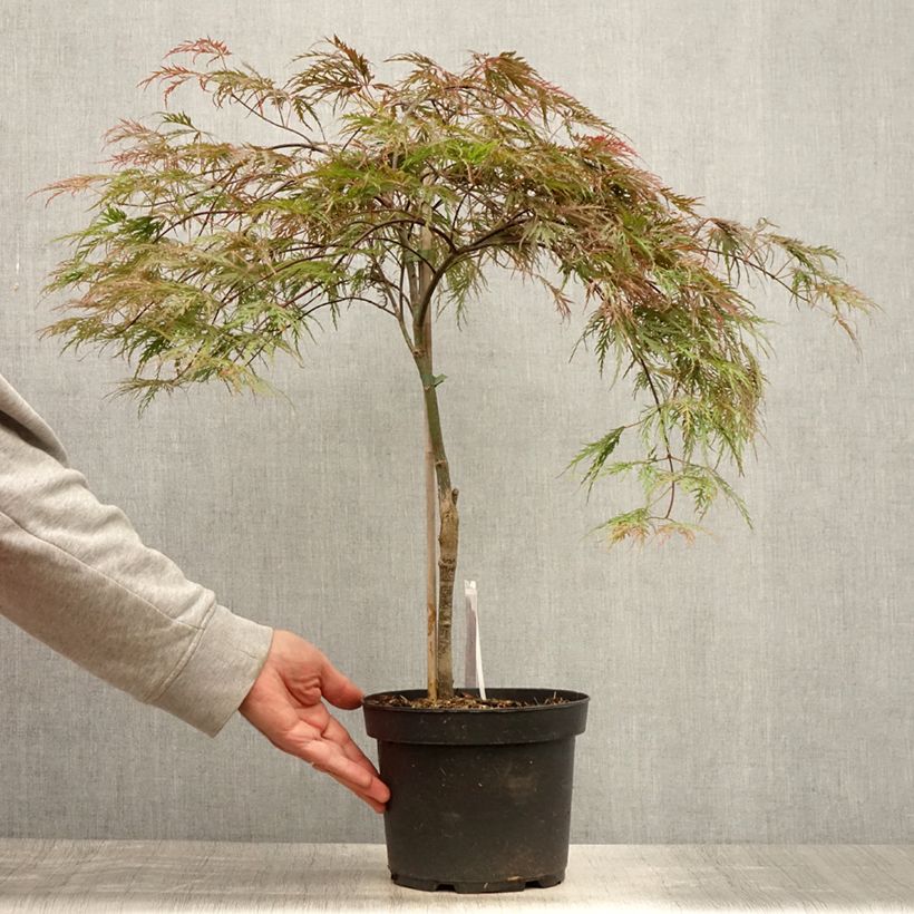 Exemplaar van Acer palmatum Inaba-Shidare - Japanse esdoorn Pot van 3 l/4 l zoals geleverd in de zomer