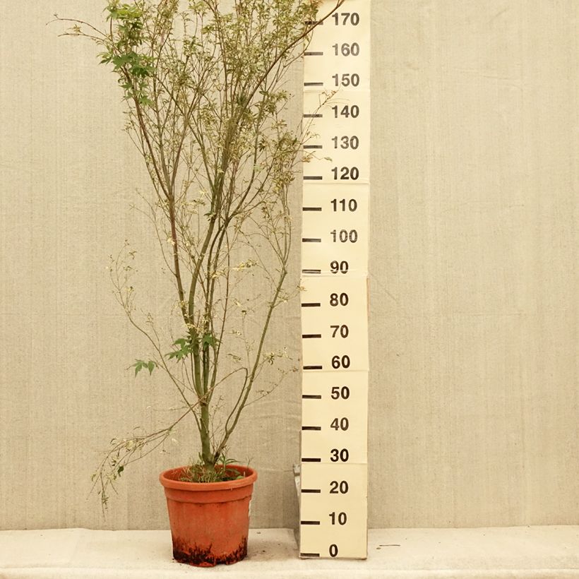 Exemplaar van Acer palmatum Kagiri-nishiki Roseomargina - Japanse esdoorn Pot van 7,5 l/10 l zoals geleverd in de zomer