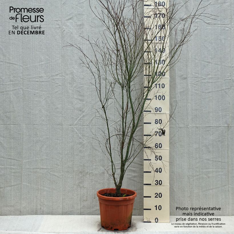 Example of Erable du Japon - Acer palmatum Kagiri-nishiki (Roseomargina) Pot van 7,5 l/10 l as you get in hiver